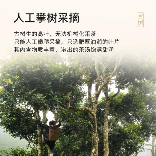 贝叶集红茶百年古树红茶系列蜜甜香月华高端茶叶伴手茶礼 商品图3