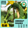 青青自产有机刺黄瓜/玉女黄瓜 3斤 基地发货 顺丰包邮 商品缩略图0