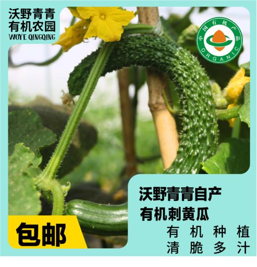 青青自产有机刺黄瓜/玉女黄瓜 3斤 基地发货 顺丰包邮 商品图0