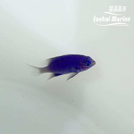 蓝宝石魔 商品图5