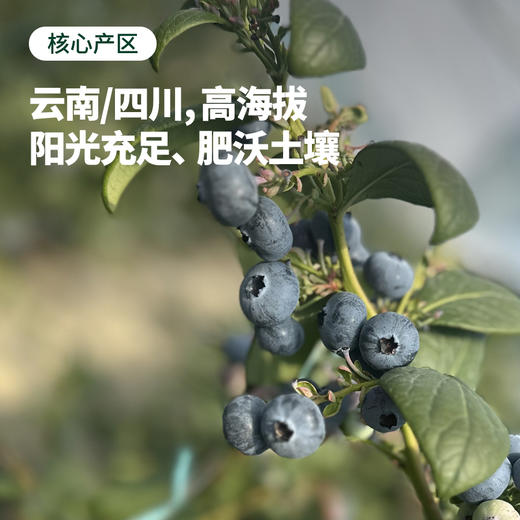 云南 花香蓝莓！健康养颜 果香浓郁 甜脆超好吃！ 商品图2