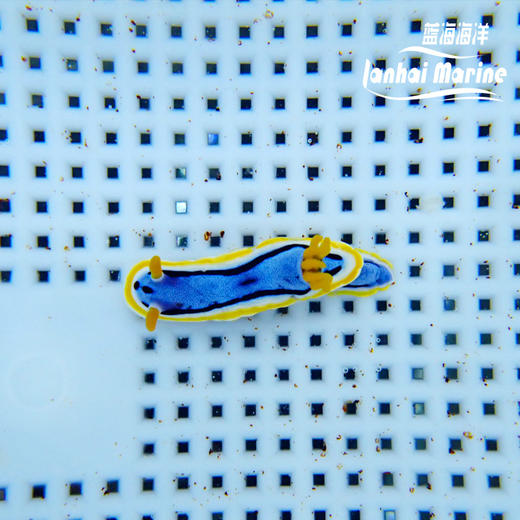 彩色海兔 商品图4