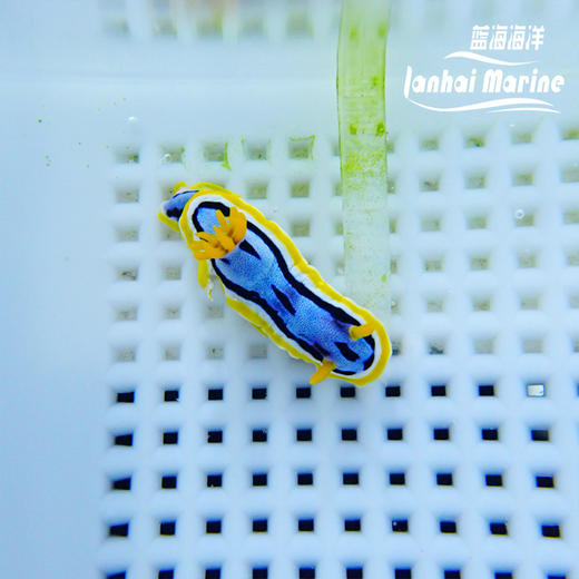 彩色海兔 商品图1