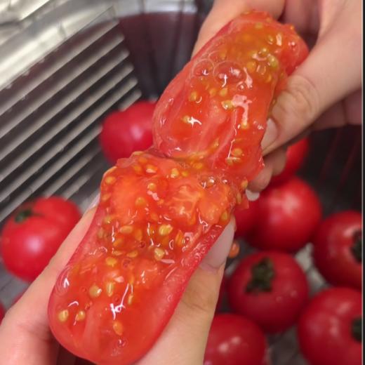 预售7-10天发货【玫瑰番茄】带有花香味，水果番茄中的高端品种！！  果肉脆甜，酸甜多汁，自然成熟，果实呈暗红色 商品图2