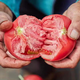 【攀枝花沙瓤西红柿】自然熟0催熟，沙瓤爆汁，童年味力觉醒！