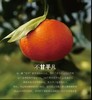 铜仁沿河【柑橘】生态柑橘皮薄易剥，每口都是鲜爽汁水 新鲜采摘 商品缩略图6