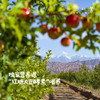 阿克苏有机苹果/水蜜桃苹果/爱妃苹果/红富士苹果（基地直发-顺丰快递）|多种规格，来自新疆阿克苏，生产者：贺章伟（合作生产，公平贸易） 商品缩略图2