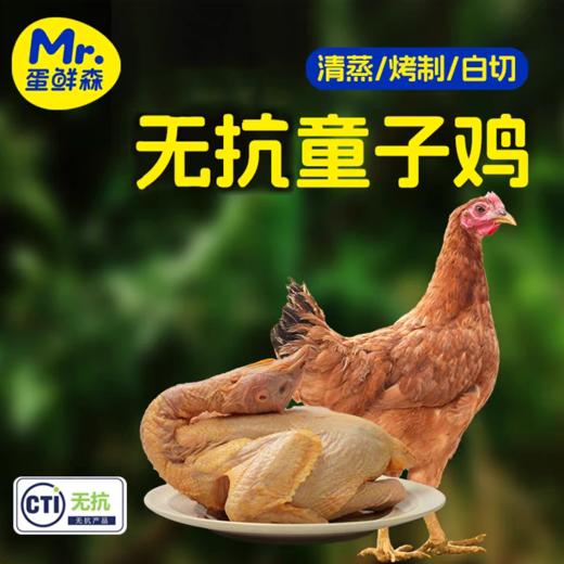 【肥西黄油老母鸡 金奖土鸡蛋】安徽肥西名鸡，优选中国原种土鸡 科学散养健康品质 买2送1 商品图1