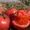 【攀枝花沙瓤西红柿】自然熟0催熟，沙瓤爆汁，童年味力觉醒！ 商品缩略图6