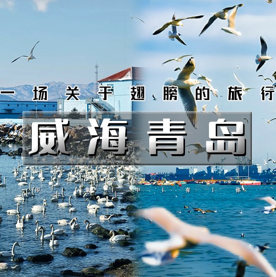 元旦3天【威海青岛】网红威海一半浪漫一半山海-与天鹅共舞の浪漫青岛-栈桥海鸥飞翔