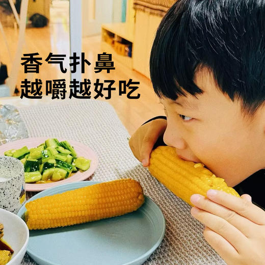 【黄糯玉米】皮薄软糯会拉丝 来自东北黑土地的香甜 10支/箱 商品图1