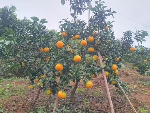 铜仁沿河【柑橘】生态柑橘皮薄易剥，每口都是鲜爽汁水 新鲜采摘 商品图4