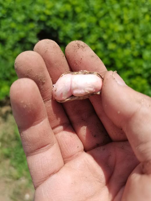 合作产品/ 带壳原味炒花生 商品图2