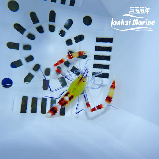 黄美人虾 商品图1