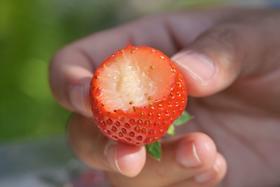 【2025新一批】日本引近品种【香野草莓】香气浓郁、带着水蜜桃味的草莓品种