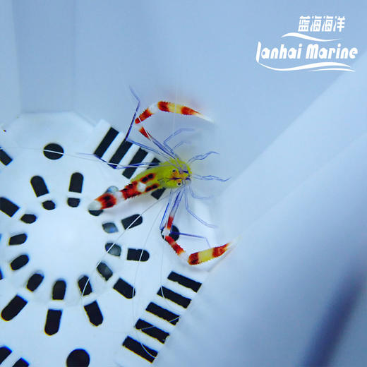 黄美人虾 商品图4