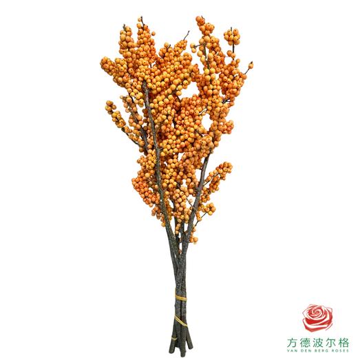 新桉冬青AA 50cm 5枝一扎 商品图2