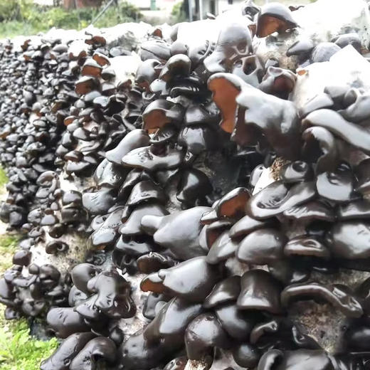 野森林干货组合885g 商品图3