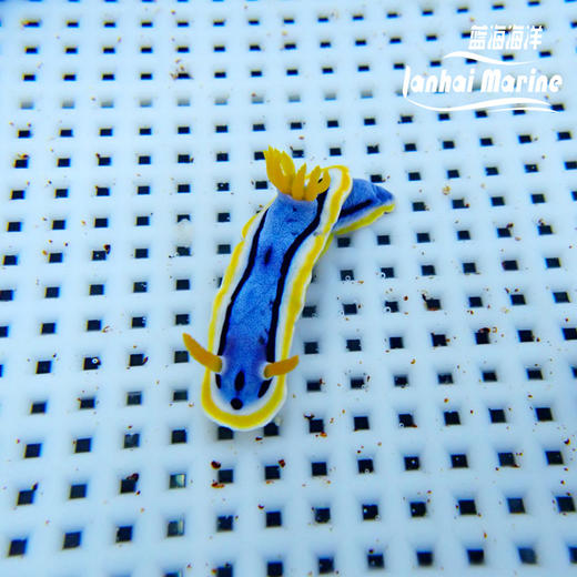彩色海兔 商品图3