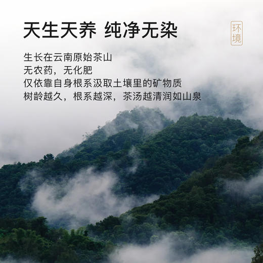 贝叶集红茶百年古树红茶系列蜜甜香月华高端茶叶伴手茶礼 商品图2