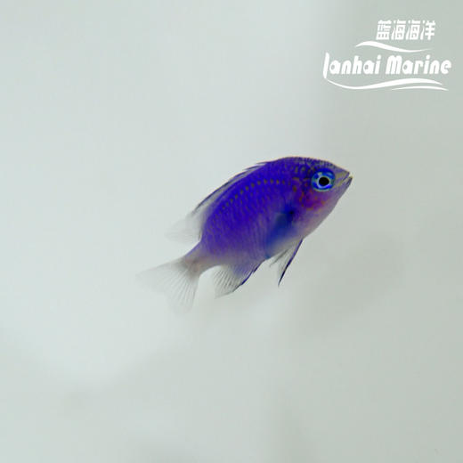 蓝宝石魔 商品图2