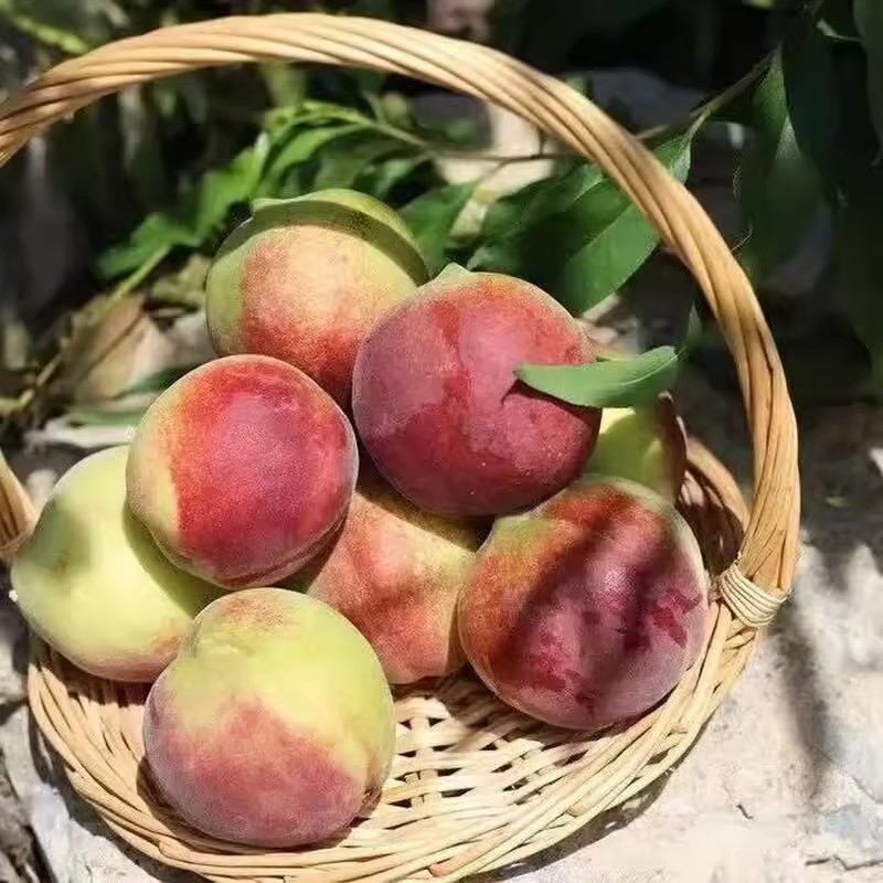 冬日的脆甜馈赠——山东蒙阴冬桃，霜降后才懂的真味