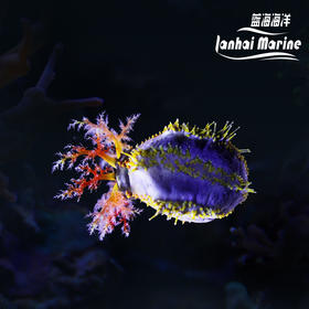 海苹果