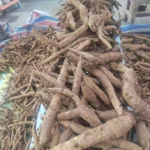 【2025年理塘野生干党参】4300米高海拔 5-7年/7-10年根可选 10斤鲜制1斤干货 商品图2