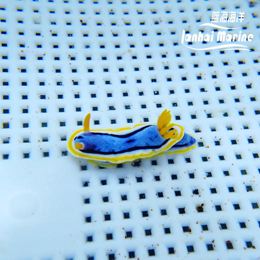 彩色海兔 商品图5