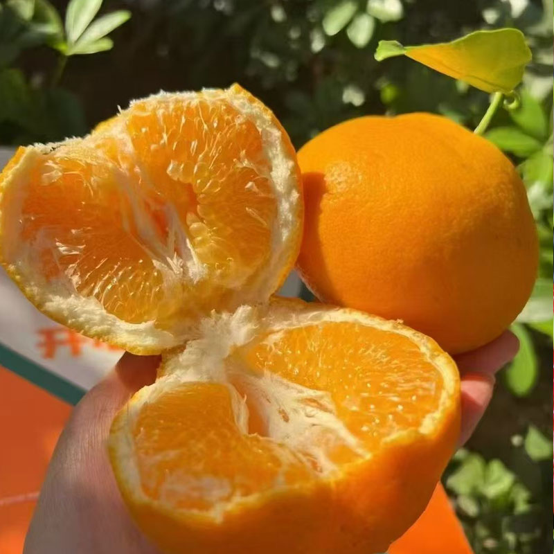 热销爆款！四川春见耙耙柑，果肉软嫩到入口即化，一抿爆汁，甘甜如蜜！