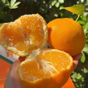 热销爆款！四川春见耙耙柑，果肉软嫩到入口即化，一抿爆汁，甘甜如蜜！