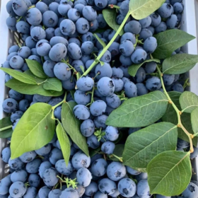 菜头商城 云南澄江抚仙湖L25花香蓝莓（顺丰空运）