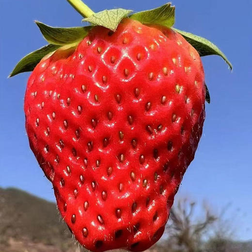【大凉山露天草莓】现摘现发 高山阳光自然熟 不打膨大剂 顺丰发货  商品图1