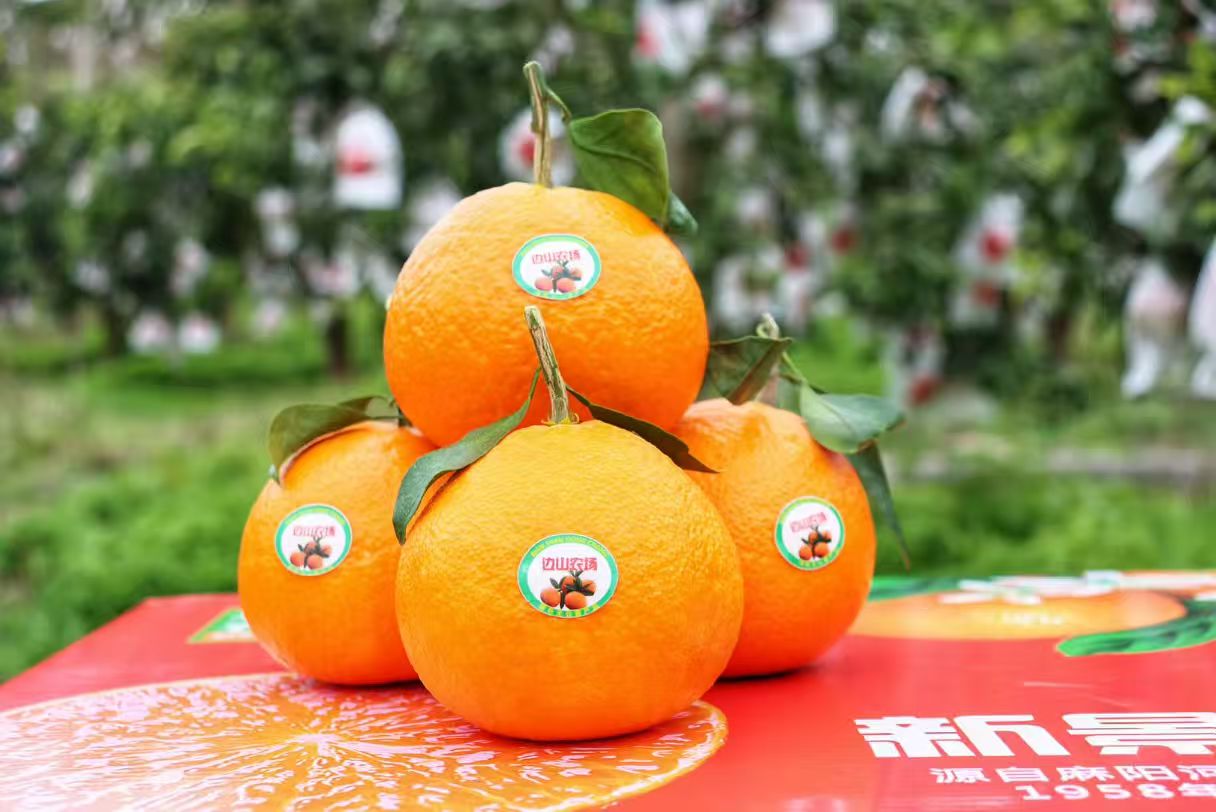 铜仁沿河【柑橘】生态柑橘皮薄易剥，每口都是鲜爽汁水 新鲜采摘