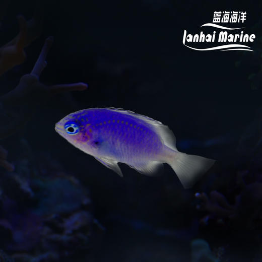 蓝宝石魔 商品图0