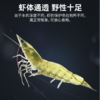 自营（美厨）-盐田 有机生盐田虾（26-30只/斤）230g/盒*3 顺丰包邮 商品缩略图2