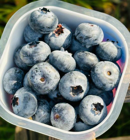 幸运杯蓝莓新鲜到货~自带花香味；又脆又甜真好吃；还自带小叉子哦，设计得真贴心~ 商品图1