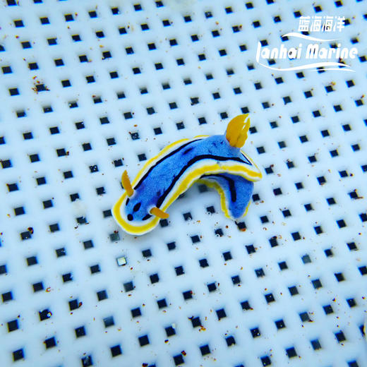 彩色海兔 商品图6