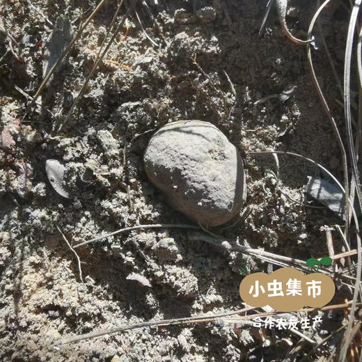 云南深山鲜黑松露（非种植）| 合作农友生产，产自云南永仁，采集者：康丽及当地村民 *【公平贸易农人定价】 商品图5