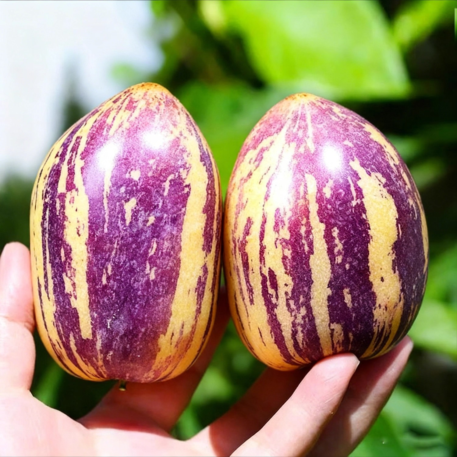 甘肃民勤沙漠人参果 清甜多汁 黄肉熟果