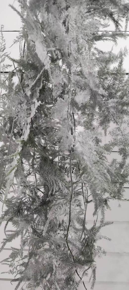 叶材 | 雪花文竹 商品图0