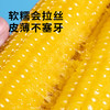 【黄糯玉米】皮薄软糯会拉丝 来自东北黑土地的香甜 10支/箱 商品缩略图2