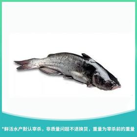 江团鱼 约1400g±50g/份