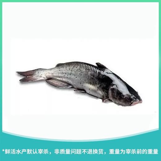 江团鱼 约1400g±50g/份 商品图0