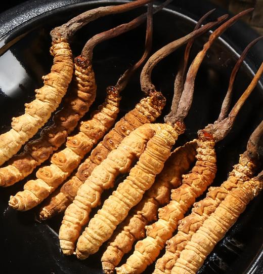 【福东海】冬虫夏草礼盒4-5条/克 10克/盒 商品图1