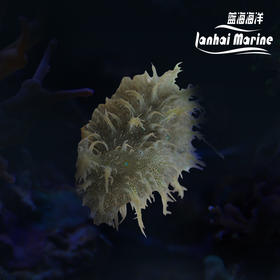 蓝点食苔海猪
