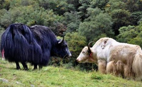 【福角匠】 福州非遗——福角匠 十年龄天然牦牛角梳 半月梳/小胖梳/圆柄梳 商品图7