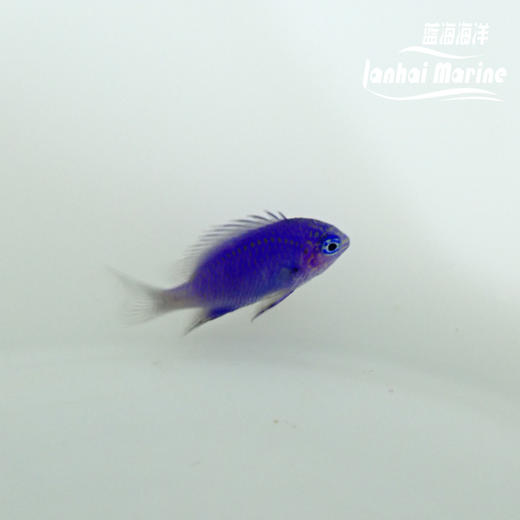 蓝宝石魔 商品图3