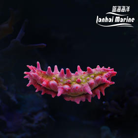 红海参
