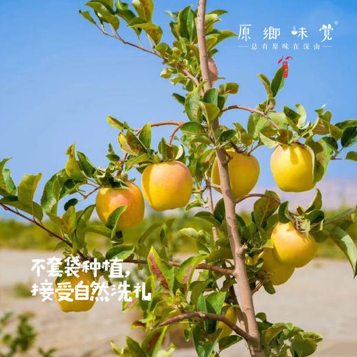 阿克苏有机苹果/水蜜桃苹果/爱妃苹果/红富士苹果（基地直发-顺丰快递）|多种规格，来自新疆阿克苏，生产者：贺章伟（合作生产，公平贸易） 商品图3